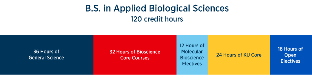 Molecular Biosciences program consists of 120 credit hours - 36 hours of general science, 32 hours of bioscience core courses, 12 hours of molecular bioscience electives, 24 hours of KU core, 16 hours of open electives